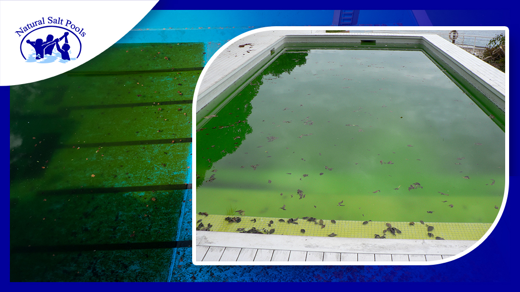 dirty-pool-water-surface-with-autumn-leaves-floating-on-the-water-and-close-up-of-pool-with-algae